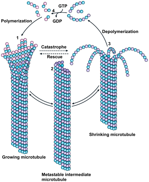 Hidden Information-Processing Networks in the Skeleton of Cells